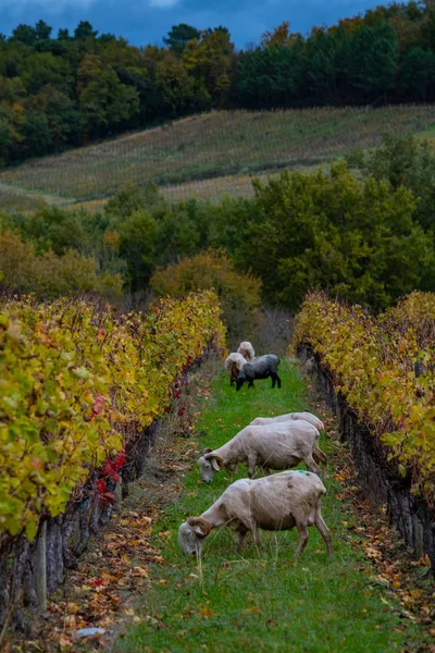Desarrollo sostenible, rebaño de pastos de ovejas en el viñedo de Burdeos — Foto de Stock