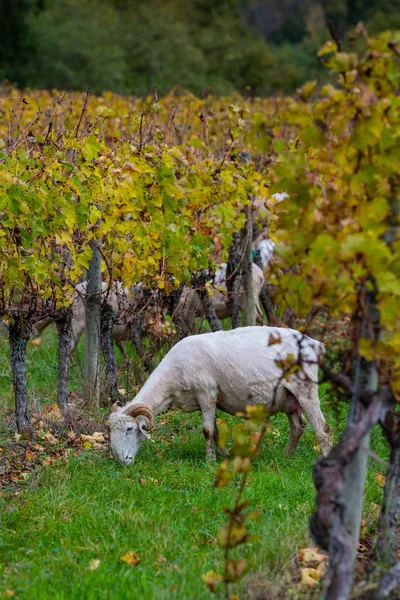 Desarrollo sostenible, rebaño de pastos de ovejas en el viñedo de Burdeos — Foto de Stock