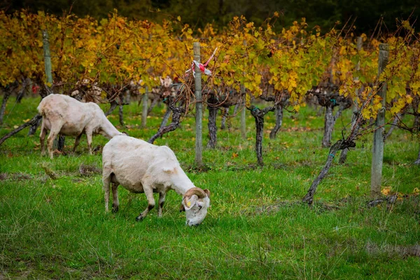 Desarrollo sostenible, rebaño de pastos de ovejas en el viñedo de Burdeos — Foto de Stock