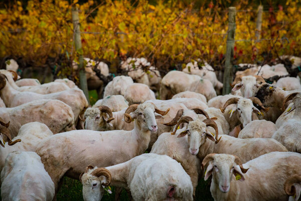 Sustainable development, Flock of sheep grazing grass in Bordeaux Vineyard