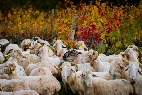 Sustainable development, Flock of sheep grazing grass in Bordeaux Vineyard