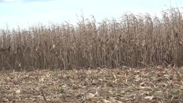 France, Gironde, December 19, 2019:Combine harvesting in a field of golden wheat — ストック動画