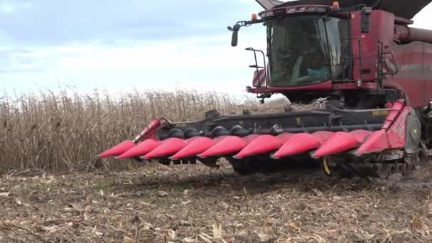 France, Gironde, December 19, 2019:Combine harvesting in a field of golden wheat — Stock Video