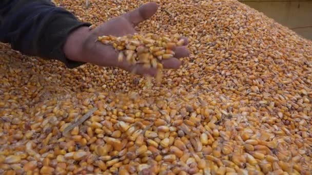 Sklizeň kukuřice, farmář drží obilí v rukou — Stock video