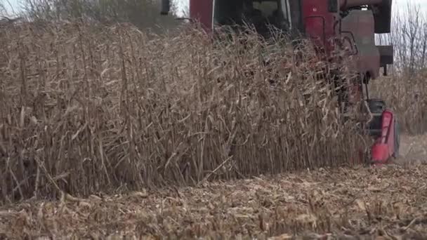 France, Gironde, December 19, 2019:Combine harvesting in a field of golden wheat — Stock Video