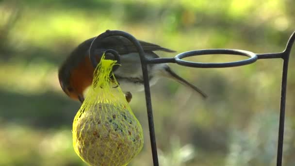 Robin comiendo semillas y grasa en un jardín — Vídeo de stock