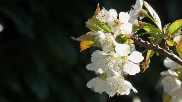 Mooie kersenbloesems in het voorjaar — Stockvideo