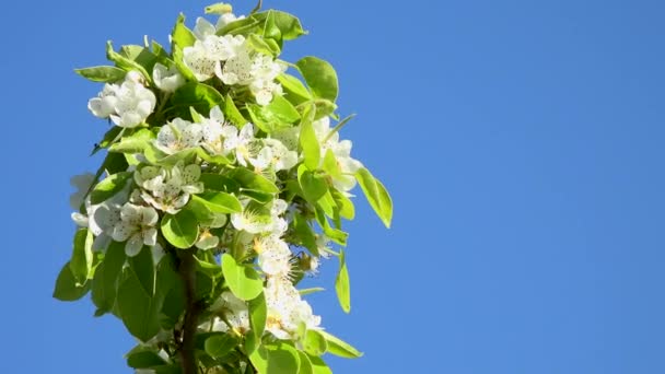 Mooie appelbloesems in het voorjaar — Stockvideo