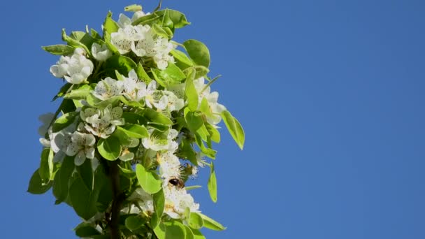Schöne Apfelblüten im Frühling — Stockvideo