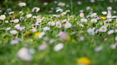 Baharda bahçede papatyalar