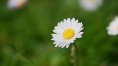 Baharda bahçede papatyalar