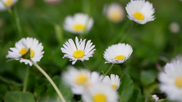 Daisies in spring in the garden — Stock Video