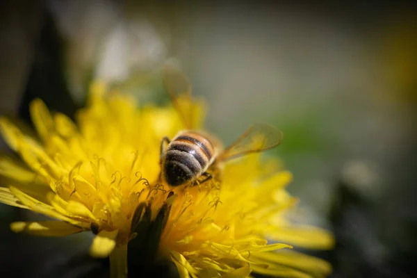 Flor de diente de león y abeja en el día de primavera, fondo de la naturaleza —  Fotos de Stock