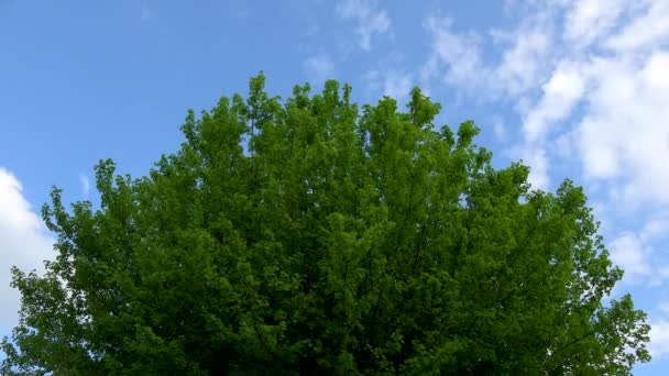 青い空と雲の上のタイムラプス、木と春の葉 — ストック動画