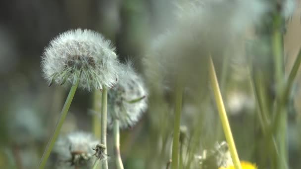 Pampeliška květina v jarním dni, příroda pozadí — Stock video