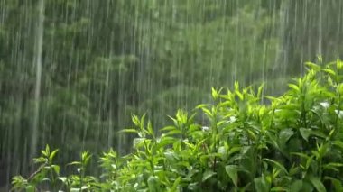 Şiddetli bir fırtınada iklim değişikliği, yakın çekim yağmuru