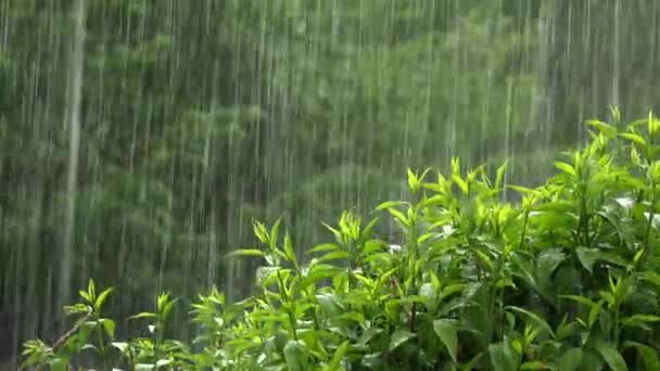 Cambiamento climatico, riprese ravvicinate di pioggia durante un forte temporale — Video Stock