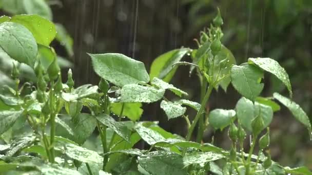 Acercamiento brote de lluvia sobre rosas en primavera durante una tormenta severa — Vídeo de stock