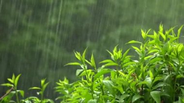 Şiddetli bir fırtına sırasında baharda güllerin üzerine yağmur yağar.