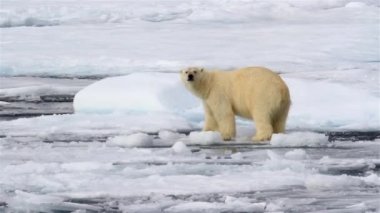 Kutup Ayısı kırık deniz buzunda yürüyor
