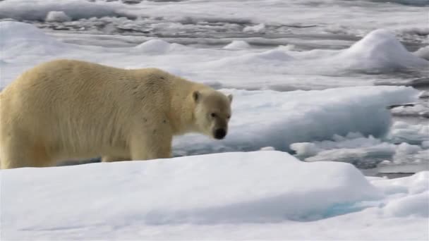 Niedźwiedź Polarny Spacerujący Przełamanym Lodzie Morskim — Wideo stockowe