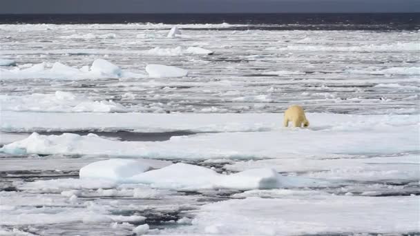 Oso Polar Caminando Sobre Hielo Roto — Vídeos de Stock