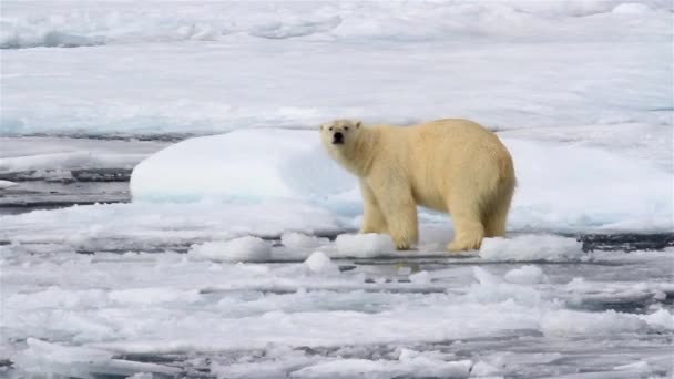 Polar Bear Walking Broken Sea Ice — Stock Video