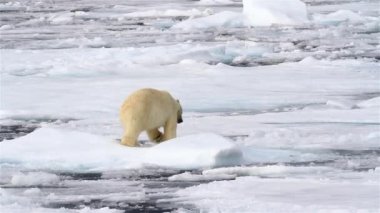 Kutup Ayısı kırık deniz buzunda yürüyor