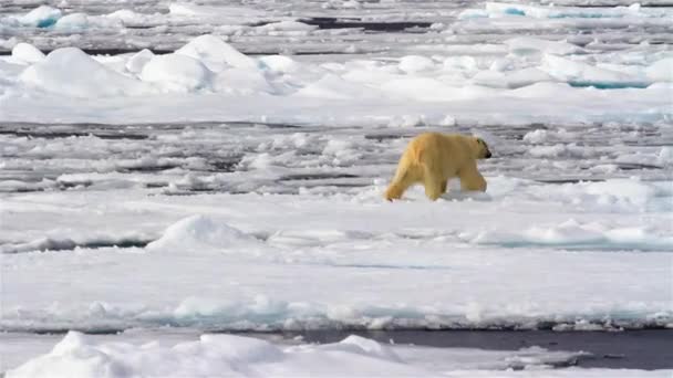 Polar Bear walking on broken sea ice