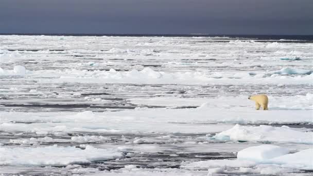 Jeges Tenger Nagy Darabjai Jég Északi Sark Svalbard — Stock videók