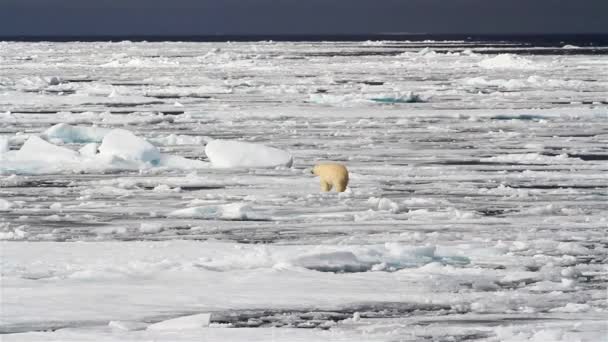 Eisbär Läuft Auf Gebrochenem Meereis — Stockvideo