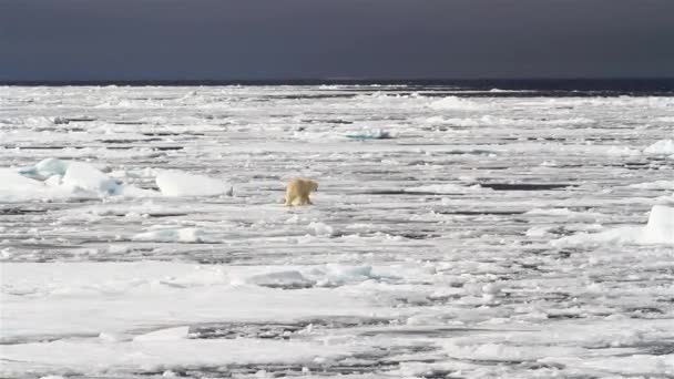 Oso Polar Caminando Sobre Hielo Roto — Vídeo de stock