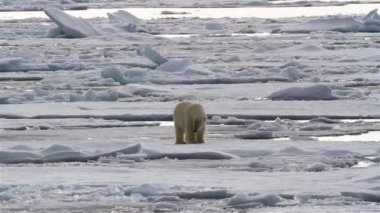 Kutup Ayısı kırık deniz buzunda yürüyor