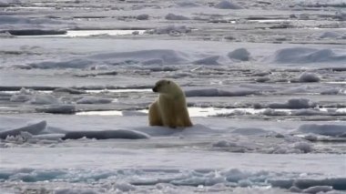 Kutup Ayısı kırık deniz buzunda yürüyor