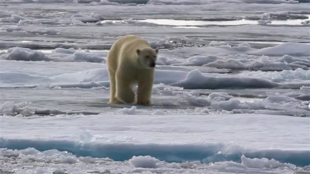 북극곰 — 비디오