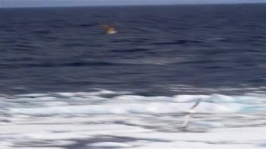 Martılar uçuyor, Kuzey Buz Denizi üzerinde, Svalbard