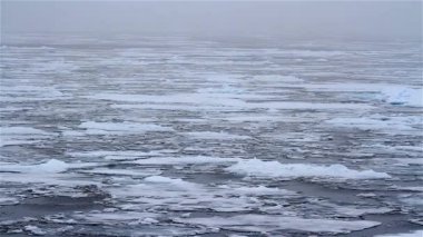 Kutup Ayısı kırık deniz buzunda yürüyor