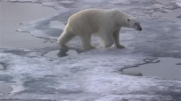 Jegesmedve a törött tengeri jégen sétál