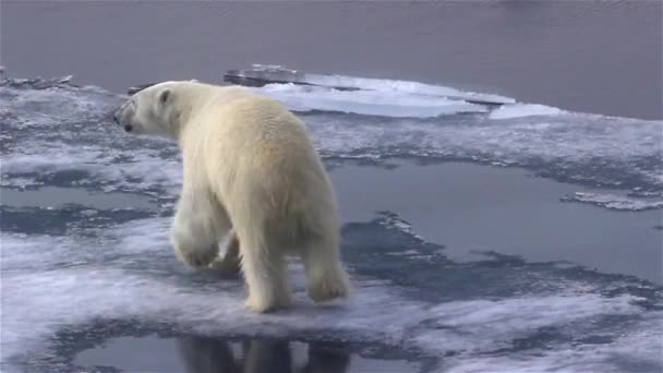 Белый Медведь Ходит Разбитым Морским Льдам — стоковое видео