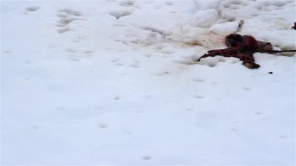 灰色のシールは 北極海 スヴァールバル諸島での熊殺しの後に残る — ストック動画