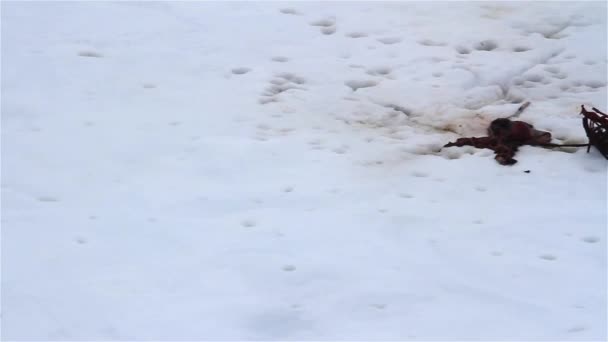 Grey Seal Remains Polar Bear Kill Arctic Ocean Svalbard — Stock Video