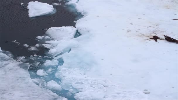 Jeges Tenger Nagy Darabjai Jég Északi Sark Svalbard — Stock videók
