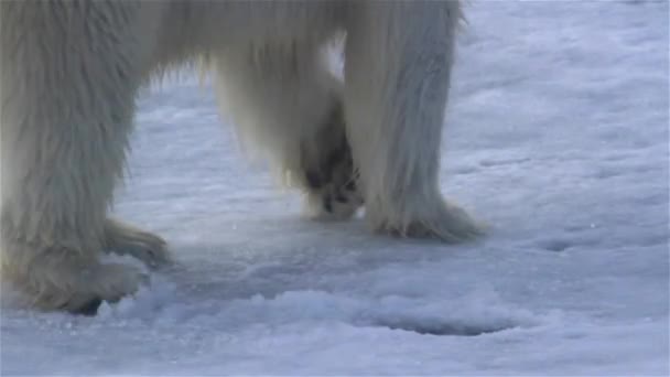 北極熊が砕けた海氷の上を歩く — ストック動画
