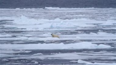 Kutup Ayısı kırık deniz buzunda yürüyor