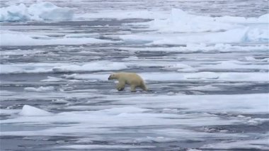 Kutup Ayısı kırık deniz buzunda yürüyor