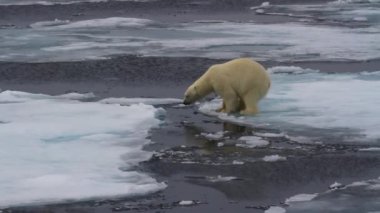 Kutup Ayısı kırık deniz buzunda yürüyor