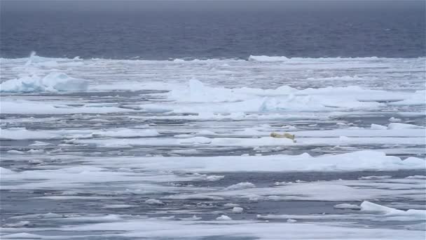 Lední Medvěd Kráčí Rozbitém Mořském Ledu — Stock video