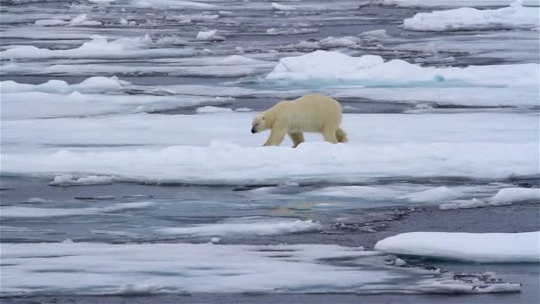 Lední medvěd kráčí po rozbitém mořském ledu