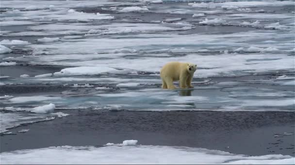 Urso Polar Andando Sobre Gelo Marinho Quebrado — Vídeo de Stock