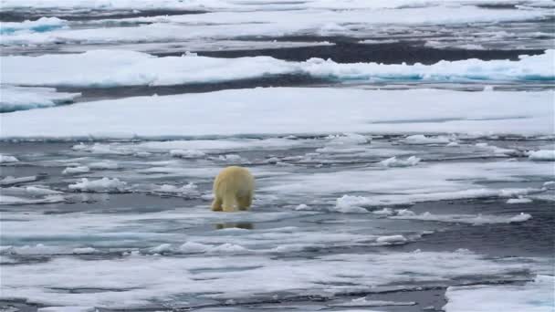 Πολική Αρκούδα Περπατά Σπασμένο Πάγο Της Θάλασσας — Αρχείο Βίντεο
